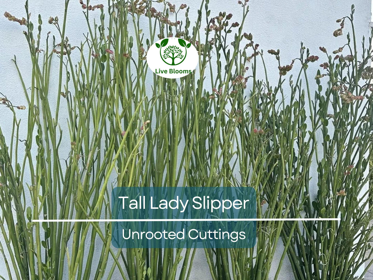 Unrooted Succulent Cuttings – Tall Lady Slipper (Pedilanthus) 3-12" – Unique Green Stems, Easy to Grow Indoor or Outdoor Plant