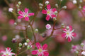 Crimson Red Carmine Baby's Breath Seeds | Non-GMO, Pink-Red Blooms, Cut Flower & Pollinator Garden, Gypsophila elegans