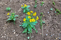 Meadow Arnica Seeds – 100 Non-GMO Wildflower Seeds for Pollinator Gardens, Native Perennial, Arnica chamissonis