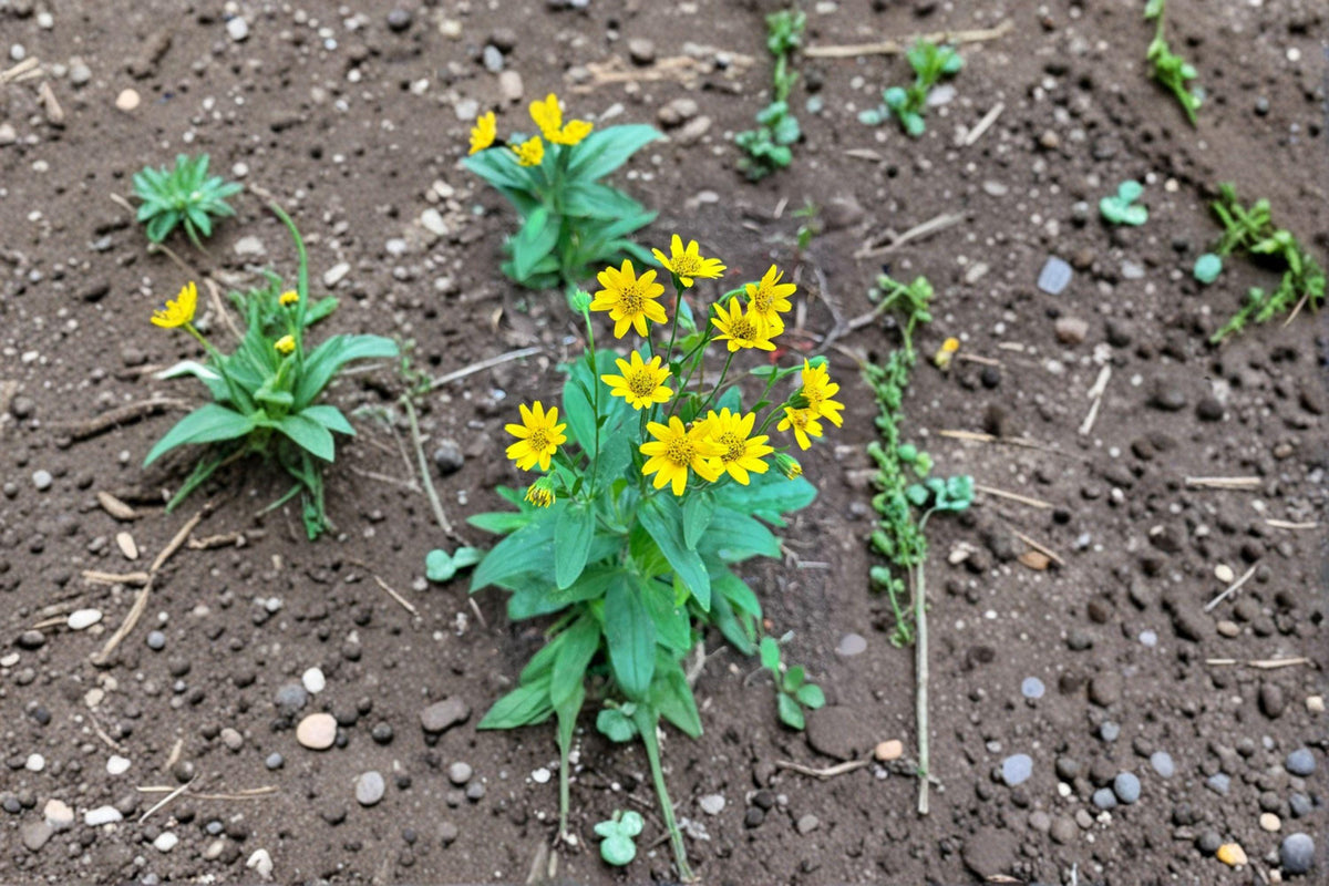 Meadow Arnica Seeds – 100 Non-GMO Wildflower Seeds for Pollinator Gardens, Native Perennial, Arnica chamissonis