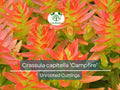 Crassula capitella Campfire Succulent Cuttings, Unrooted, Red and Green, Easy to Grow, Drought Tolerant, Gardening Gift, Home Decor