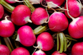 Champion Radish Seeds, Raphanus sativus, Red Round Vegetable Seeds for Spring & Fall Gardening