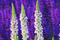 Verbascum Seeds - Purple Mullein Hybrids Mix Flower Seeds for Garden, Pollinator Attracting, Drought Tolerant, Verbascum phoeniceum