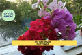 Ivy Geranium Cuttings 9 Unrooted Stems Mixed Colors Trailing Flowering Plant Pelargonium peltatum