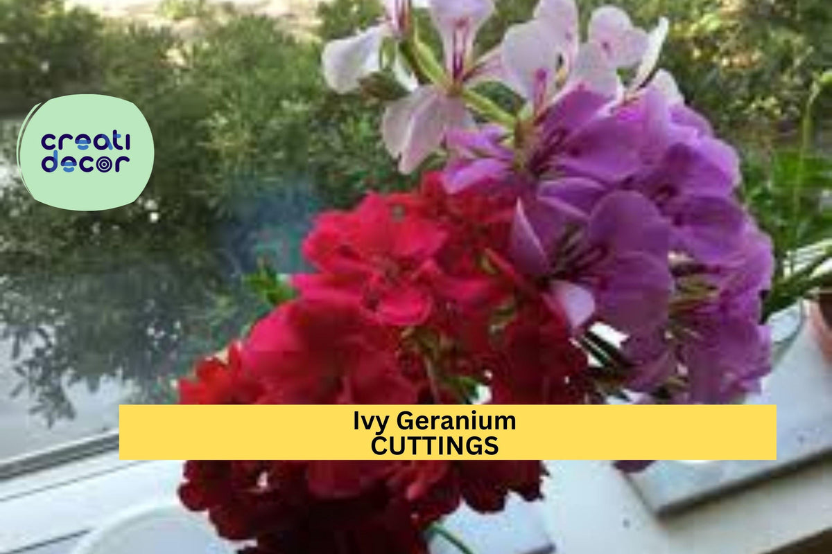 Ivy Geranium Cuttings 9 Unrooted Stems Mixed Colors Trailing Flowering Plant Pelargonium peltatum