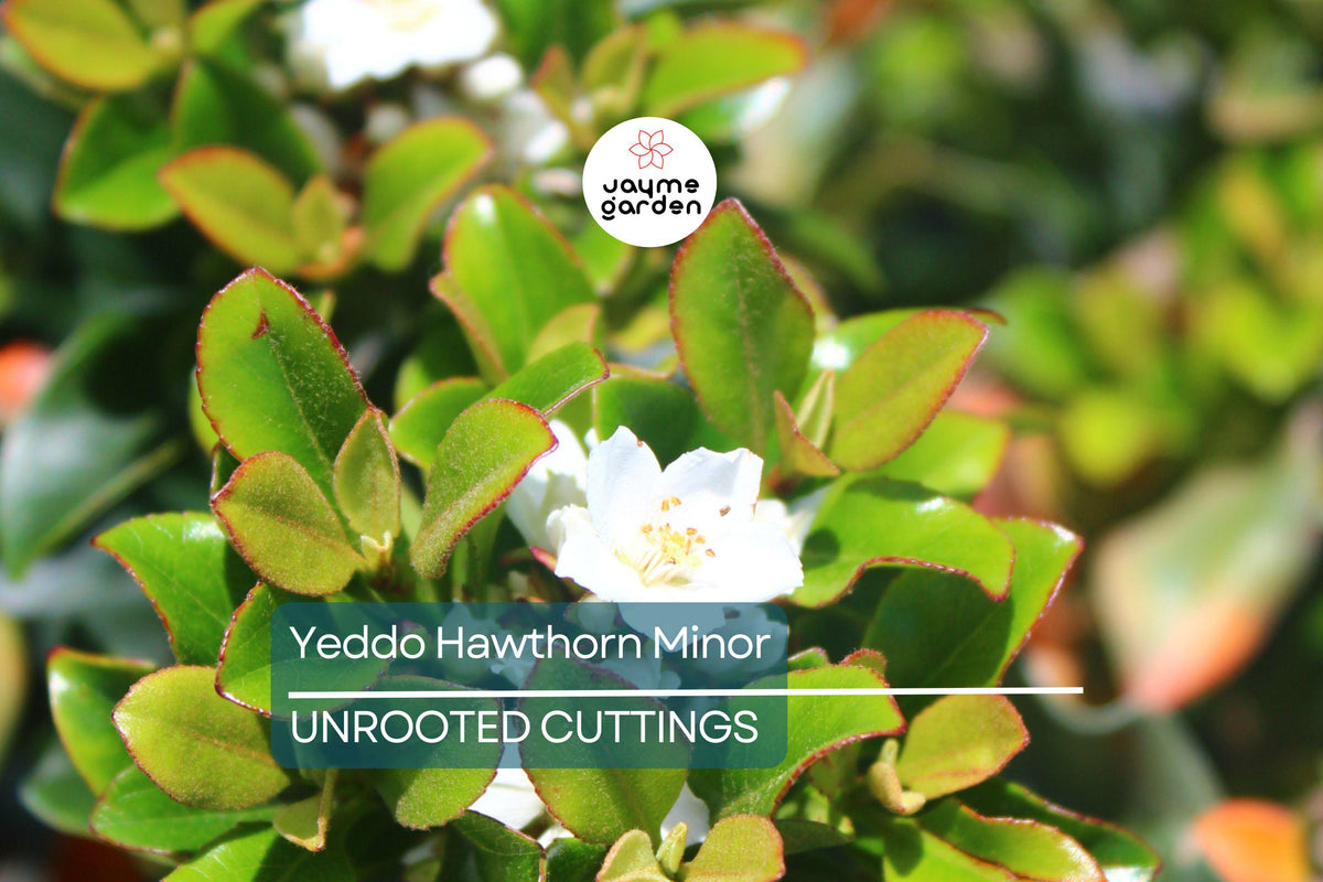 Super Rare Yeddo Hawthorn Minor Cuttings for Grafting & Propagation – Ornamental Shrub, Rhaphiolepis umbellata var. minor