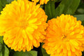 Golden Emperor Calendula Seeds | Non-GMO, Bright Yellow Blooms, Edible Flowers, Pollinator Attracting, Calendula officinalis