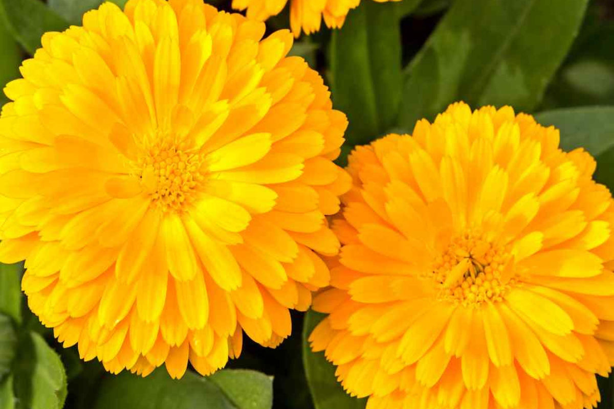 Golden Emperor Calendula Seeds | Non-GMO, Bright Yellow Blooms, Edible Flowers, Pollinator Attracting, Calendula officinalis