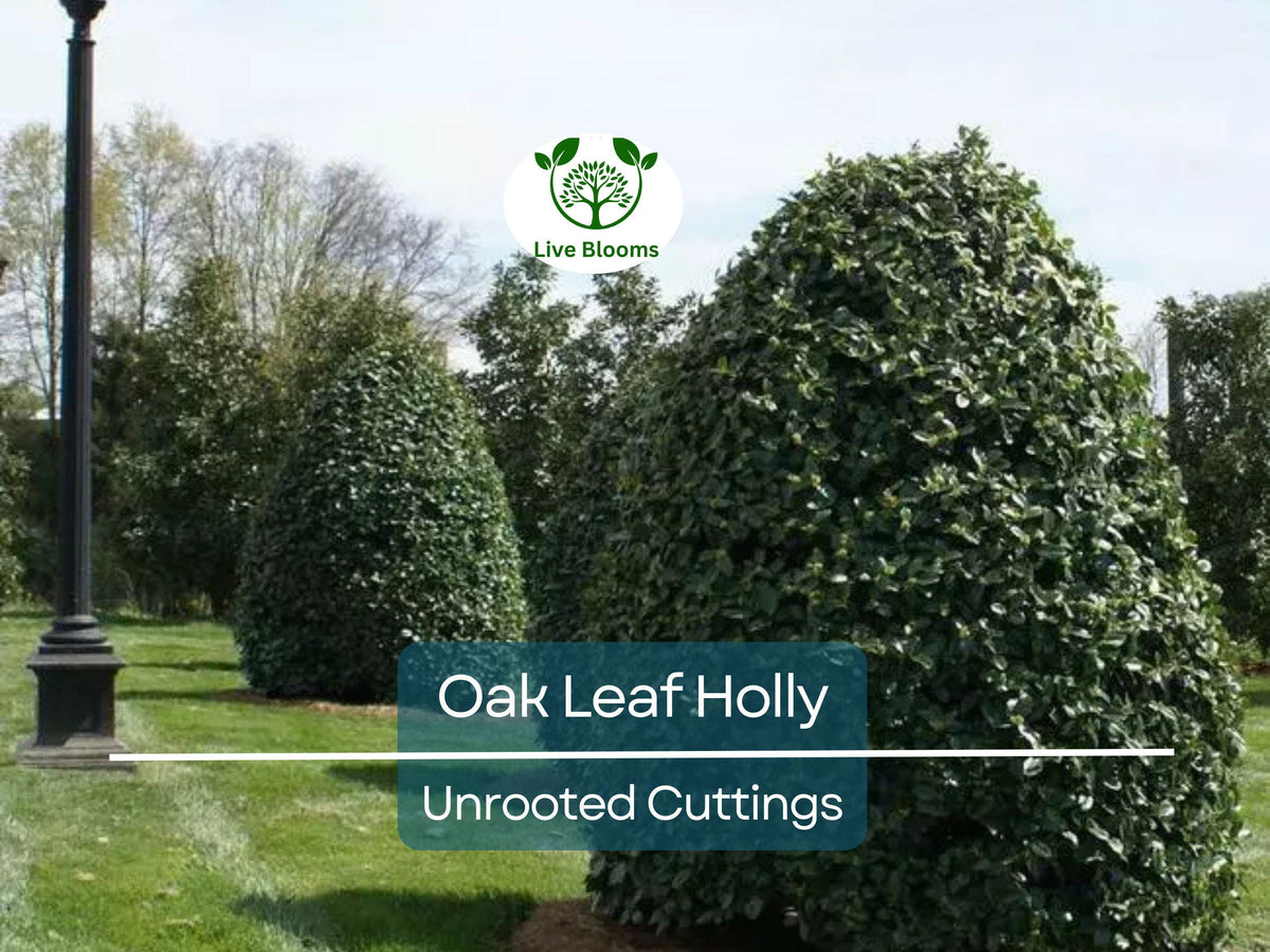 Unrooted Oak Leaf Holly Cutting | Ilex latifolia | Evergreen Shrub for Landscaping & Hedging