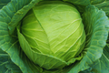 Golden Acre Cabbage Seeds - Organic, Non-GMO, Brassica oleracea, Compact, Cold Tolerant, Vegetable Seeds