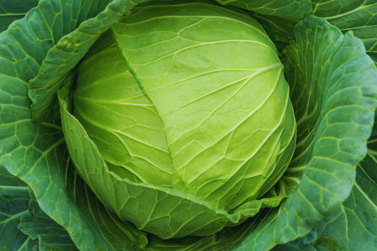 Golden Acre Cabbage Seeds - Organic, Non-GMO, Brassica oleracea, Compact, Cold Tolerant, Vegetable Seeds