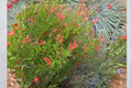 Flame Acanthus Shrub 1 Gallon Anisacanthus quadrifidus Native Texas Drought Tolerant Plant