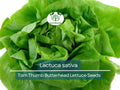 700 Seeds Tom Thumb Butterhead Lettuce – Lactuca sativa Heirloom Compact Mini Lettuce for Salad & Container Gardening