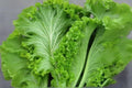 500 Southern Giant Curled Mustard Seeds - Heirloom Brassica juncea for Salads, Sautés & Stir-Fries, Bright Green Frilly Leaves