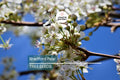 20 Bradford Pear Tree Seeds Pyrus calleryana - Fast Growing Ornamental Tree with White Spring Blooms, Cold Hardy to Zone 4
