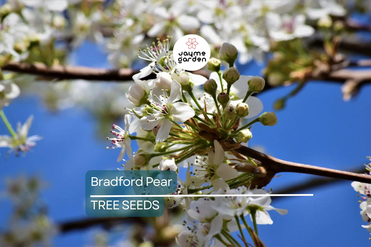 20 Bradford Pear Tree Seeds Pyrus calleryana - Fast Growing Ornamental Tree with White Spring Blooms, Cold Hardy to Zone 4