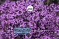 Creeping Thyme Seeds | Dwarf Groundcover | Purple Blooms | Thymus serpyllum | Non-GMO, Drought-Tolerant, Deer-Resistant