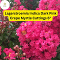 Dark Pink Crepe Myrtle Cuttings | Lagerstroemia Indica | Live 6” Tree Propagation for Ornamental Landscaping