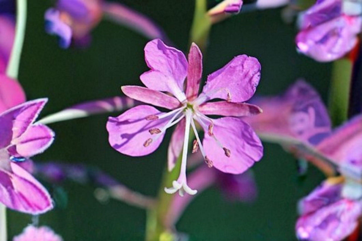 Fireweed Seeds 30mg | Perennial Wildflower for Pollinators | Chamaenerion angustifolium