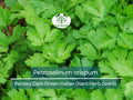 500 Parsley Seeds - Dark Green Italian Giant Petroselinum crispum Herb for Cooking & Garden