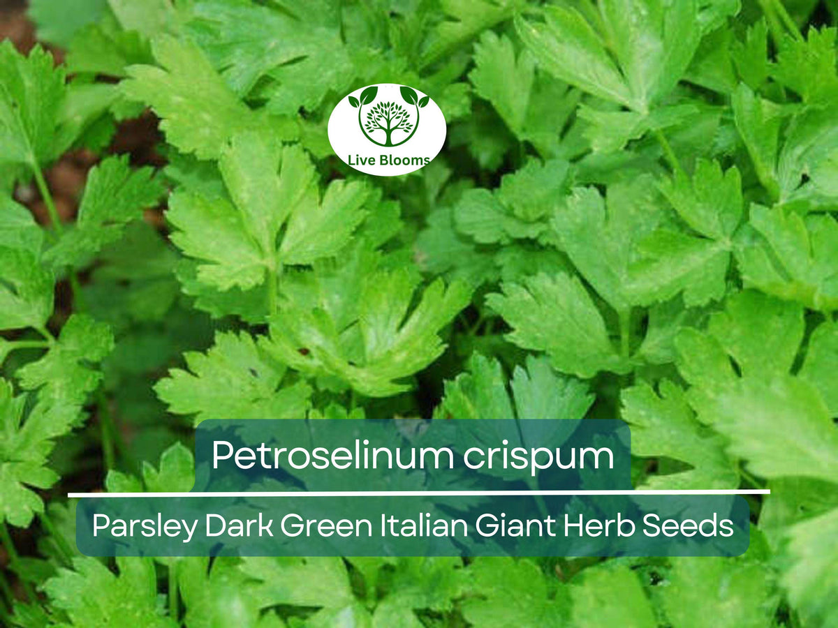 500 Parsley Seeds - Dark Green Italian Giant Petroselinum crispum Herb for Cooking & Garden