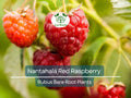 Nantahala Red Raspberry Plant Bare Root Starter Rubus idaeus Edible Berry Bush for Garden