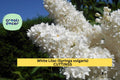 5 White Lilac Cuttings Syringa vulgaris Dormant Unrooted Scions for Propagation Organic Non-GMO