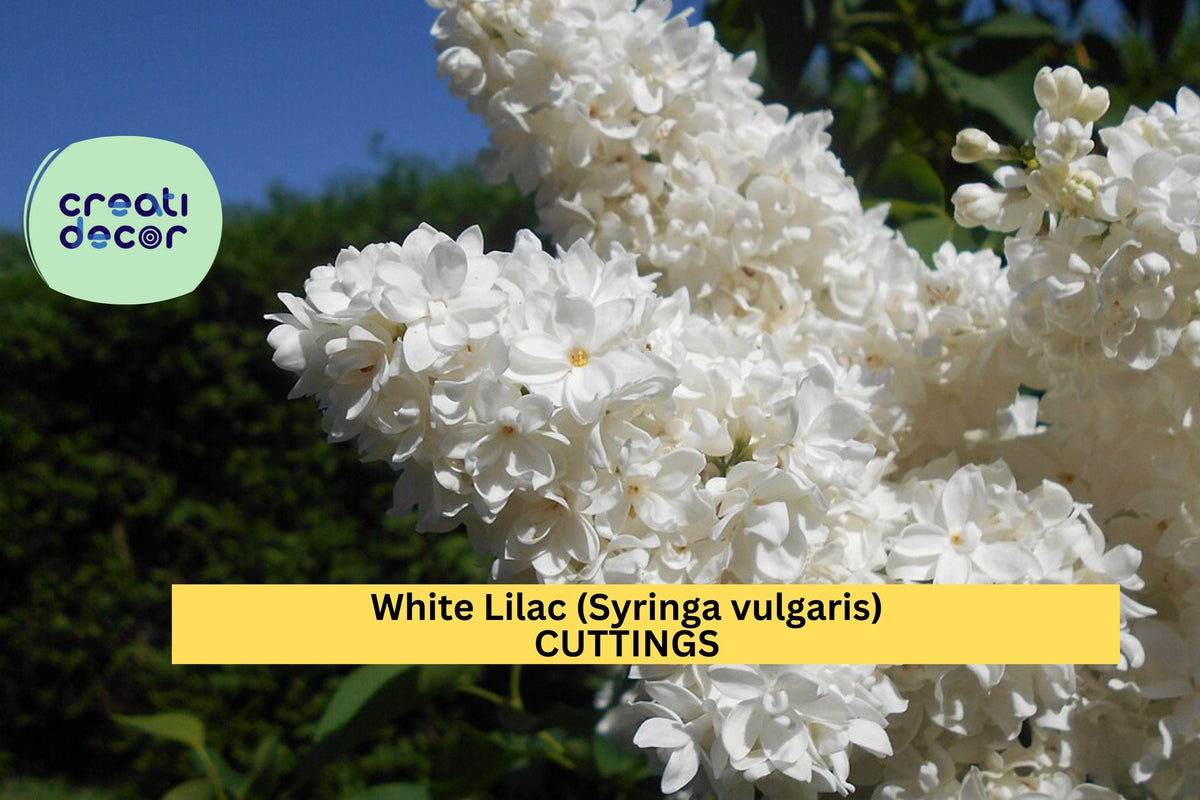 5 White Lilac Cuttings Syringa vulgaris Dormant Unrooted Scions for Propagation Organic Non-GMO
