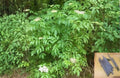 American Elderberry Cuttings - Sambucus canadensis Native White Flowering Shrub for Naturalized Gardens