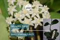 Hoya Doi Tung Starter Plant, White Fragrant Flowers, Tropical Indoor & Outdoor Houseplant, Vining Hoya sp.