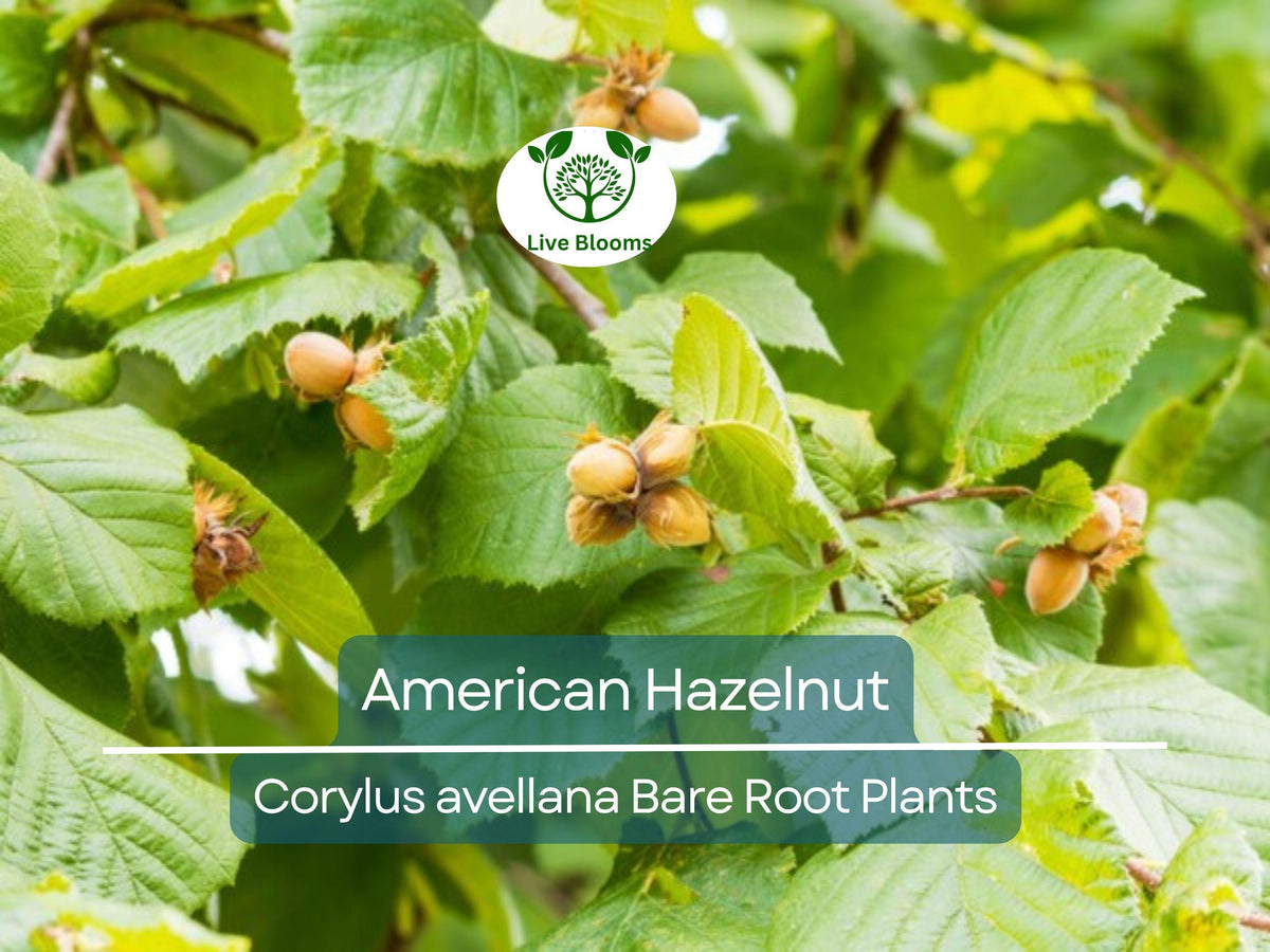 American Hazelnut Tree Bare Root – Edible Nut Shrub, Cold Hardy, Wildlife Friendly, Corylus avellana, 12–24 Inches