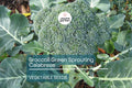 Broccoli Green Sprouting Calabrese Seeds - Heirloom Non-GMO, Sweet & Tender, Vegetable, Cruciferous, Brassica oleracea