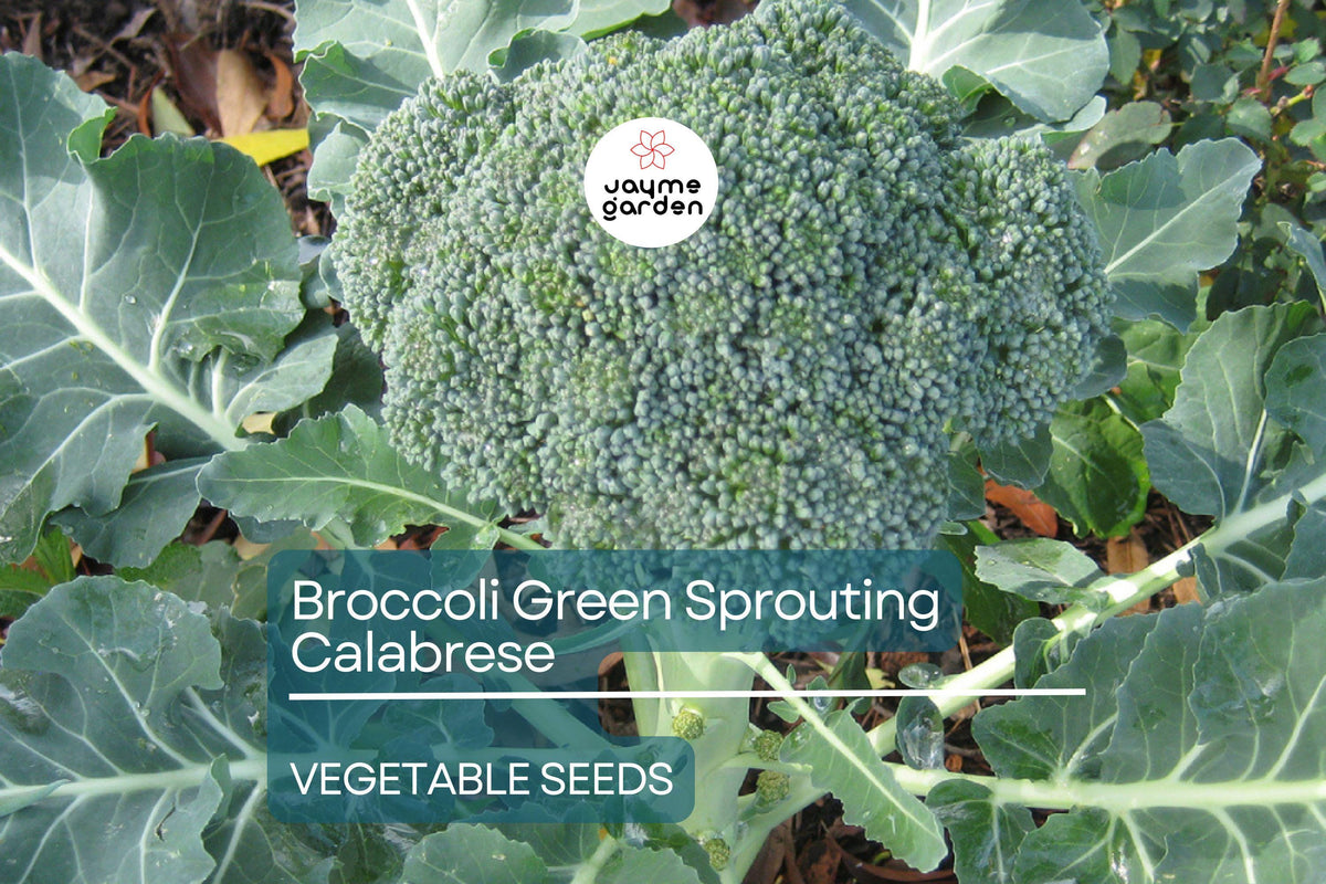 Broccoli Green Sprouting Calabrese Seeds - Heirloom Non-GMO, Sweet & Tender, Vegetable, Cruciferous, Brassica oleracea