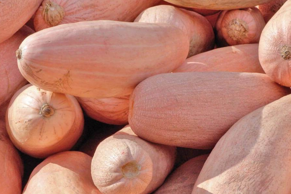 Pink Banana Squash Seeds, Jumbo Mexican Banana Winter Squash, Cucurbita maxima vegetable seeds