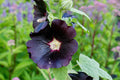 Nigra Hollyhock Seeds | Dark Red-Black Blooms | Tall Perennial | Non-GMO | Attracts Pollinators | Alcea rosea