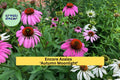 Purple Coneflower Plants – 8 Live Echinacea purpurea Perennials for Pollinator Gardens, Drought-Tolerant Ornamental Flowers
