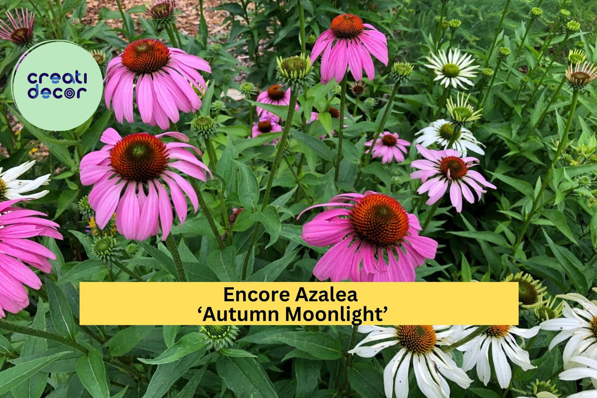 Purple Coneflower Plants – 8 Live Echinacea purpurea Perennials for Pollinator Gardens, Drought-Tolerant Ornamental Flowers