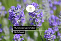 50 Seeds Munstead Lavender (Lavandula angustifolia) - Fragrant, Hardy English Lavender for Gardens, Borders, Containers