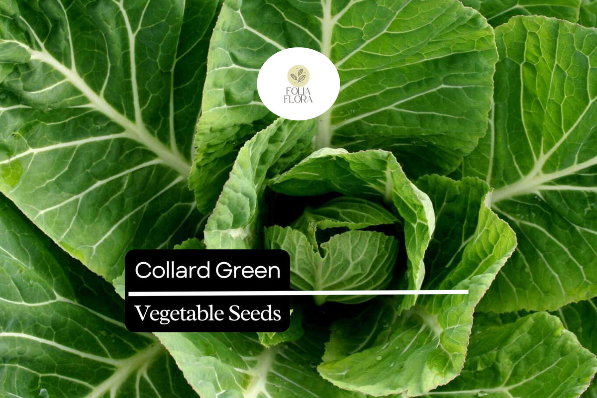 Organic Collard Greens Seeds - Heirloom Brassica oleracea for Cool Season Gardens, Leafy Green Vegetables, Home Garden Planting