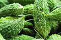 Bitter Gourd Seeds 12 Pack | Long Green Skin Momordica charantia Vegetable Seeds for Gardening