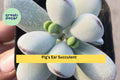 Cotyledon Orbiculata Succulent Plant – 2" Pot, Silver Green Leaves, Indoor Houseplant, Drought-Tolerant, Easy Care, Gift Idea