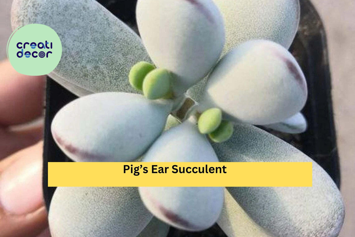 Cotyledon Orbiculata Succulent Plant – 2" Pot, Silver Green Leaves, Indoor Houseplant, Drought-Tolerant, Easy Care, Gift Idea