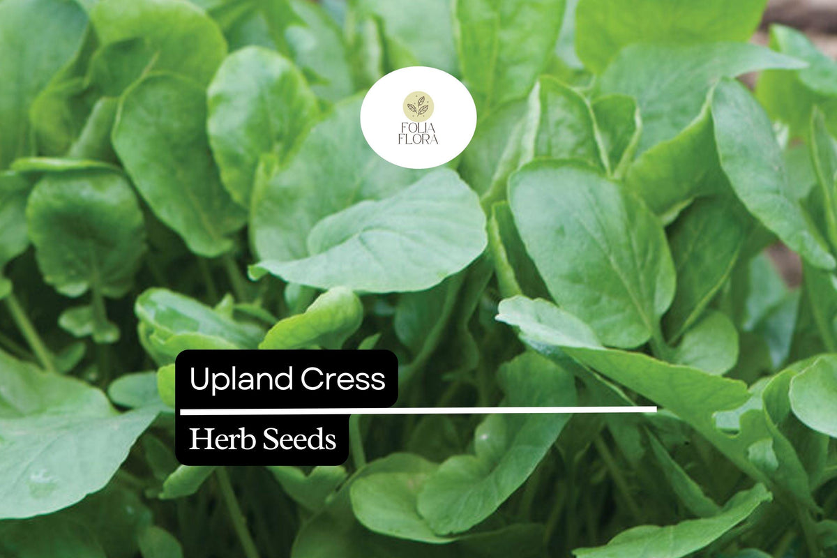 Upland Cress Seeds 1000 Pack – Peppery Nutritious Herb for Salads & Microgreens – Barbarea verna