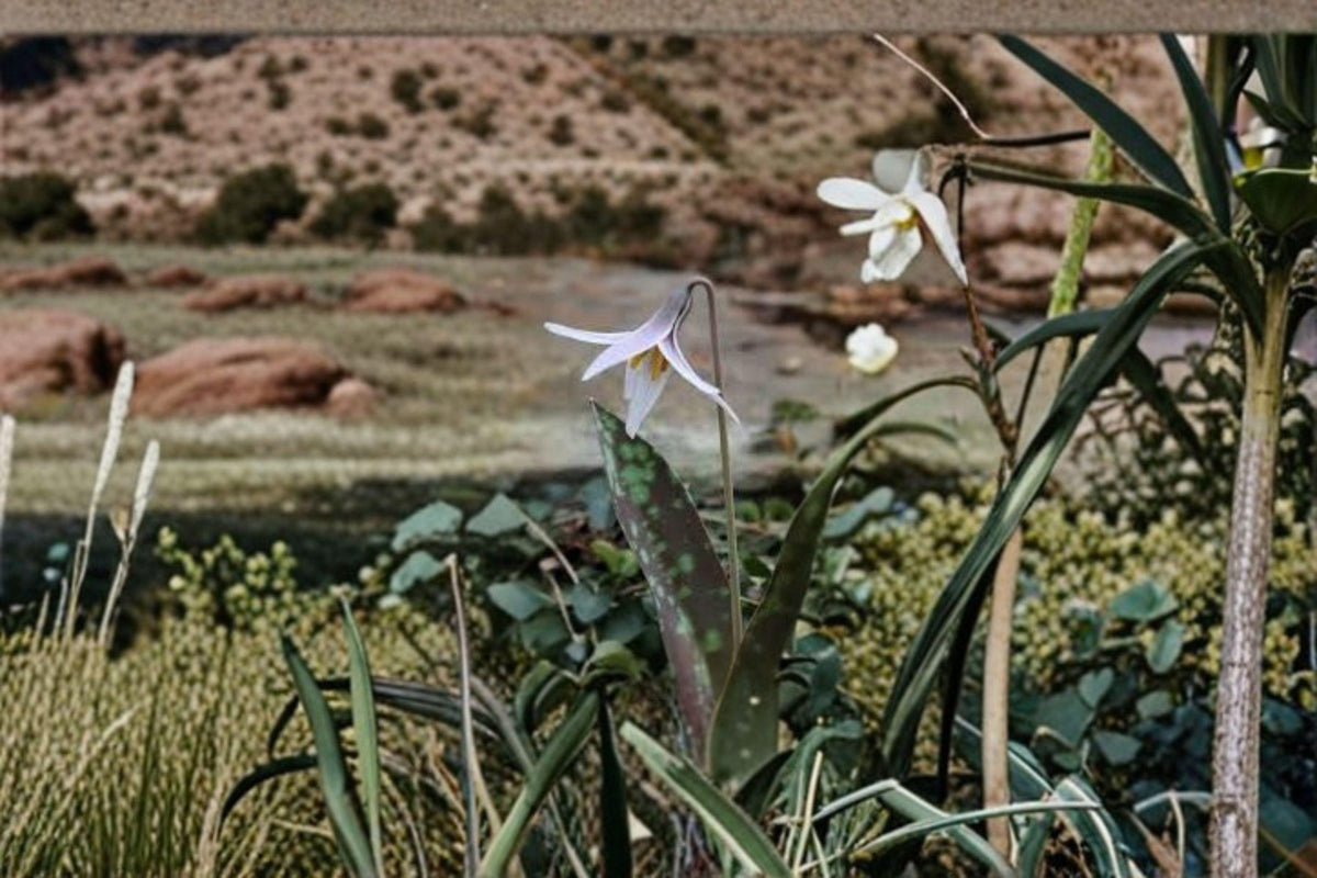 White Trout Lily Seeds – Erythronium albidum Native Woodland Wildflower, Spring Ephemeral, Early Blooming, Pollinator-Friendly, 5 Seeds