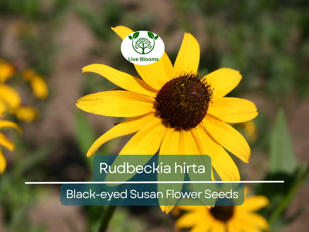 400 Seeds Black-eyed Susan Rudbeckia hirta Wildflower for Garden, Landscaping, Drought Tolerant, Perennial Flowers