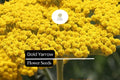 Gold Yarrow Seeds – Achillea filipendulina, Drought-Tolerant Pollinator-Friendly Perennial, Bright Yellow Flowers, 500-10,000 Seeds