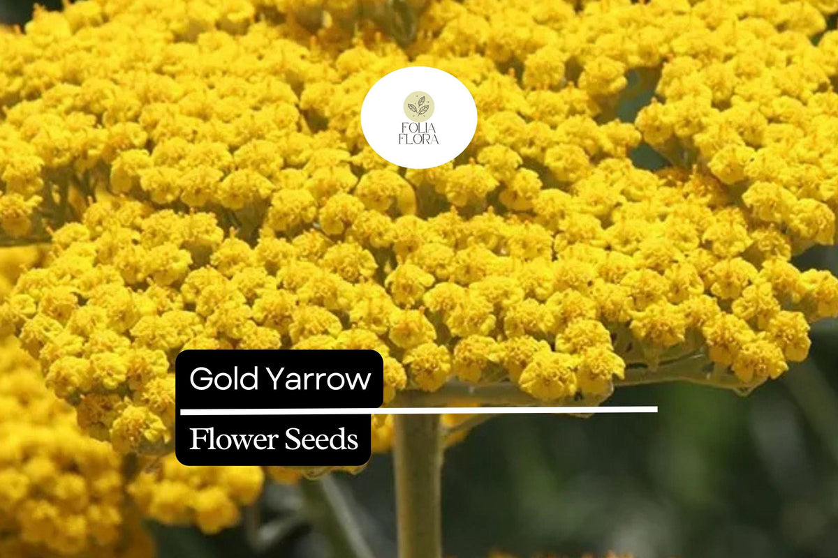 Gold Yarrow Seeds – Achillea filipendulina, Drought-Tolerant Pollinator-Friendly Perennial, Bright Yellow Flowers, 500-10,000 Seeds