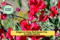 50+ Elegance Deep Red Sweet Pea Seeds – Rich Crimson Fragrant Blooms for Garden Planting, Climbing Vines for Trellises – USA