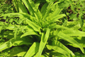 You Mai Cai Seeds - Non-GMO Indian Long Sword Lettuce, Lactuca sativa, Heirloom Vegetable Seeds