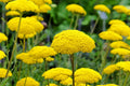 Gold Yarrow Seeds - Non-GMO, Drought Tolerant, Golden-Yellow Blooms, Attracts Pollinators, Achillea filipendulina
